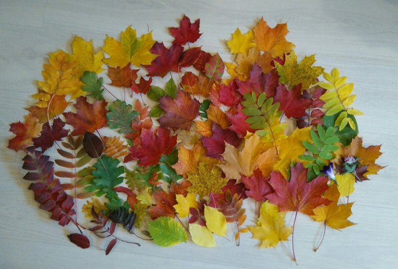 Осенний гербарий на стол