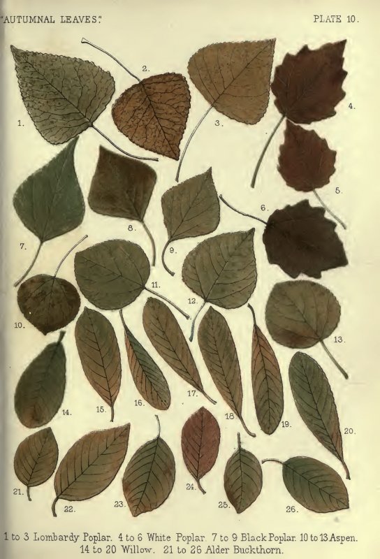 Листья для гербария с названиями