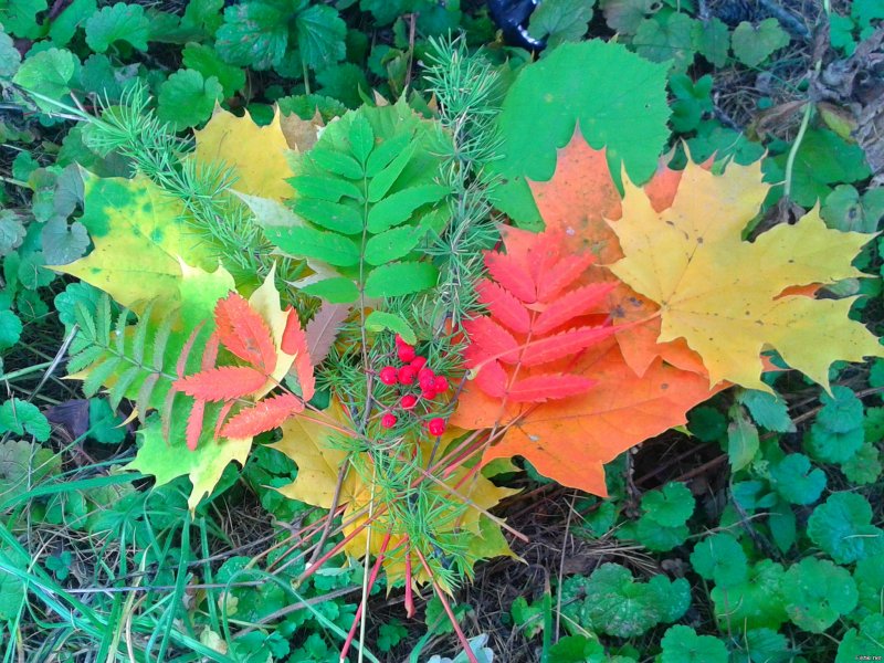 Осенние листья гербарий