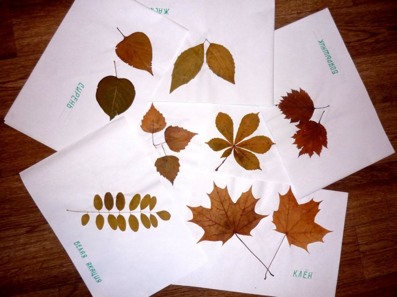 Осенние листья гербарий