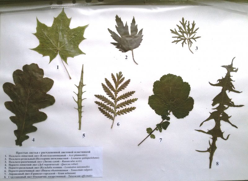 Засушенные листья гербарий