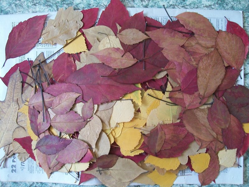 Гербарий из осенних листьев Эстетика
