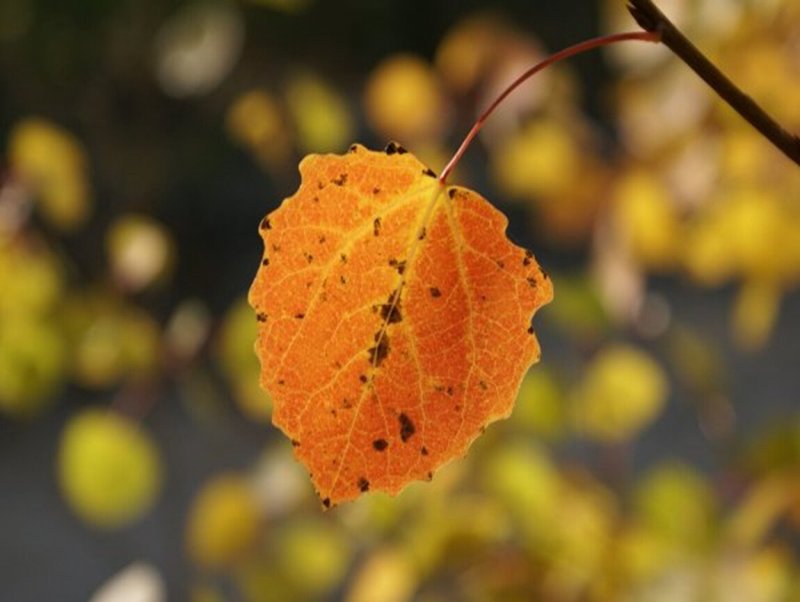 Осиновый листок осенью