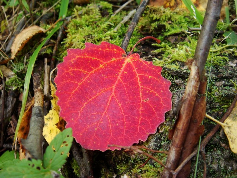 Осиновый осенний лист