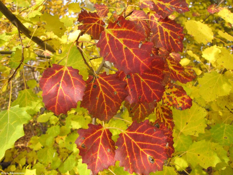 Тополь с коричневыми листьями