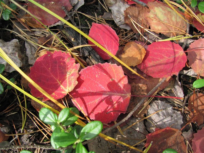 Тополь бальзамический листья