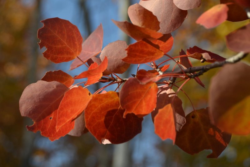 Цвет осенних листьев осины