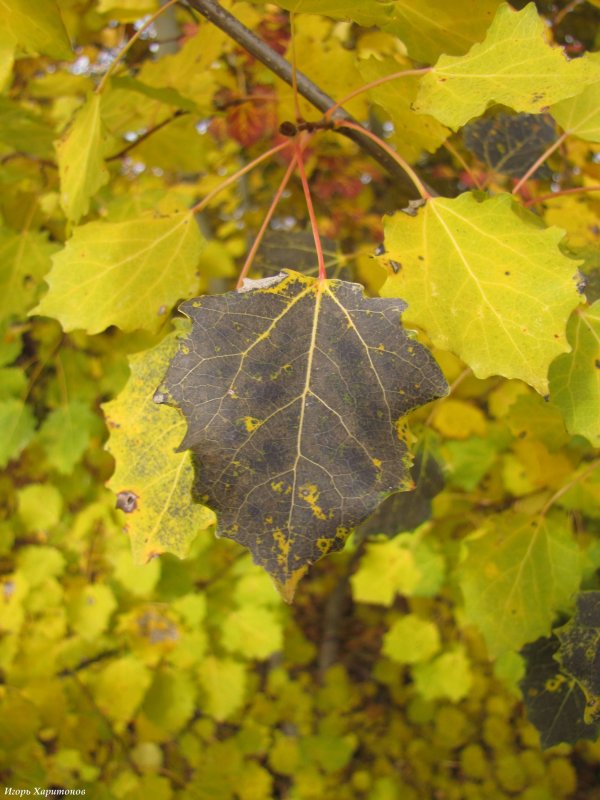 Осень лист в паутинке