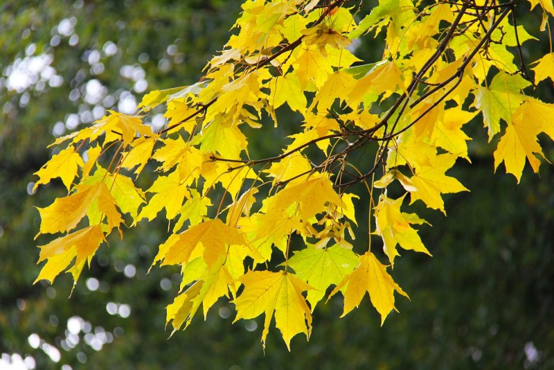 Желтый лист клена