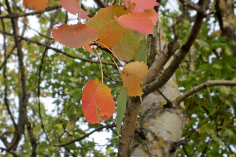 Листья осины осенью какого цвета