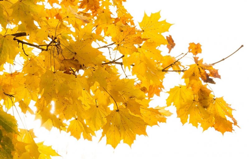 Желтые листья на белом фоне