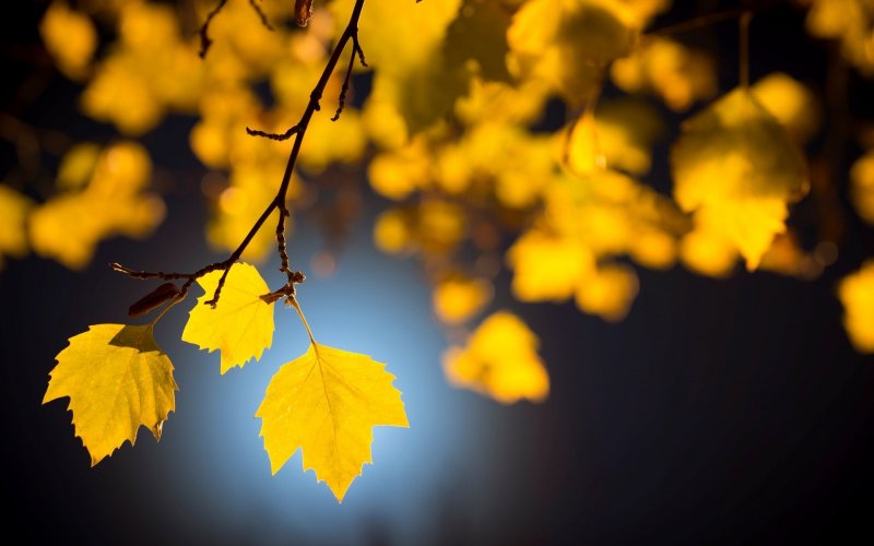 Ветка с желтыми листьями