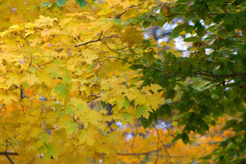 Осень желтая листва