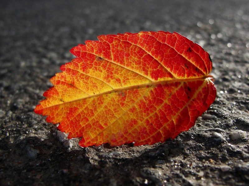 Листья осины красные и желтые