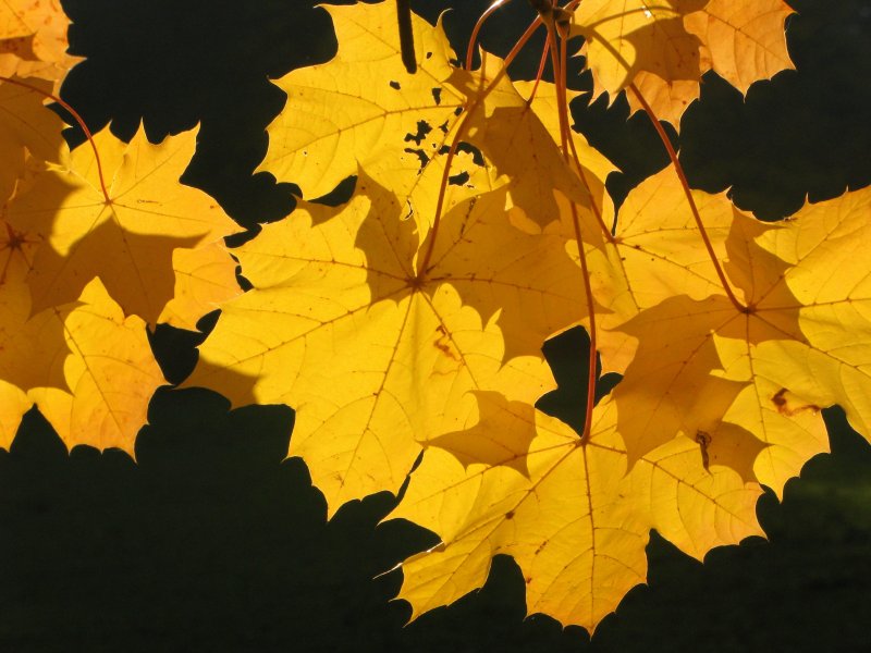 Жёлтый лист осенний