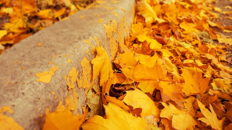Желтая осень