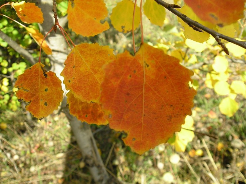 Листья осины осенью