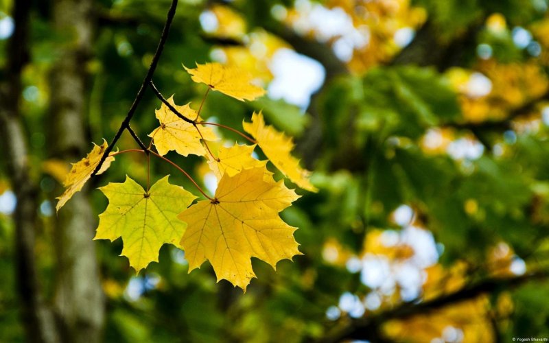 Листья клена осень
