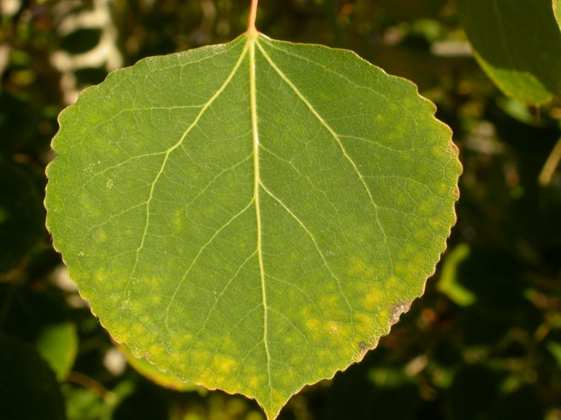 Осенний лист ольхи