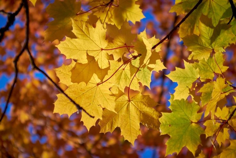 Листья деревьев осенью