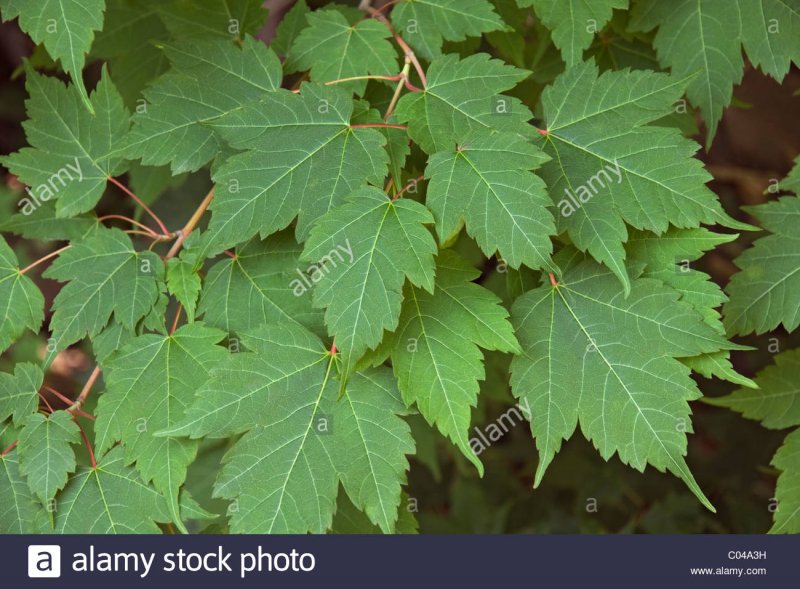 Листья растений