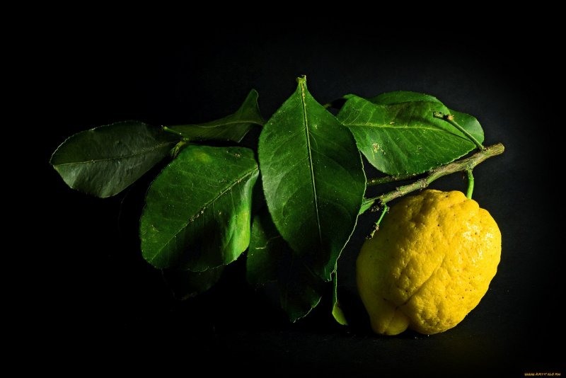 Заставка лимоны