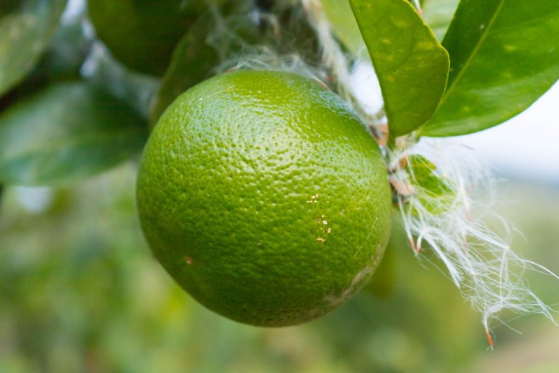 Фитофтороз цитрусовых лимона
