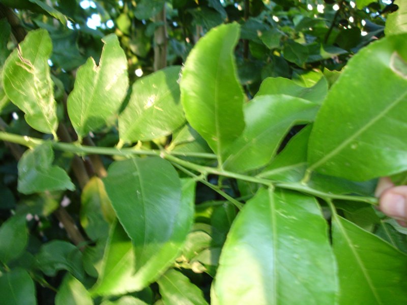 Лимонное дерево листочки