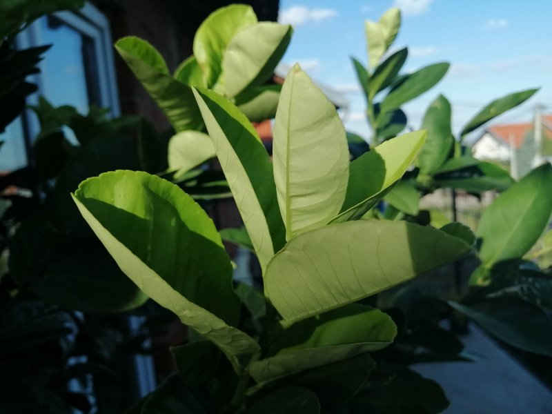 Какие листья у лимона фото