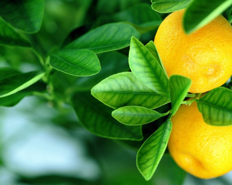 Листики лимонного дерева