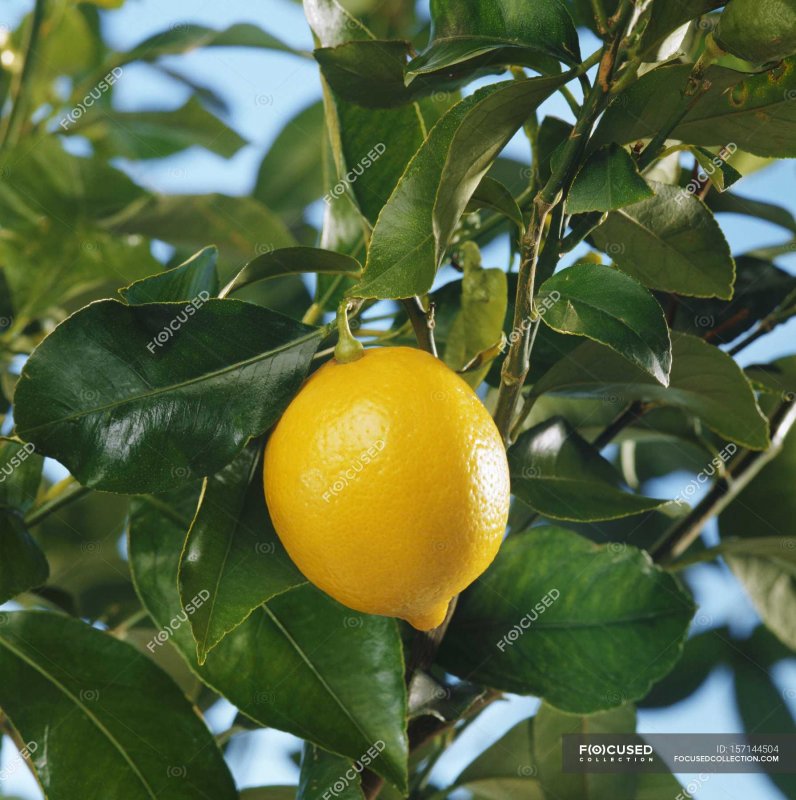 Листья лимонного дерева