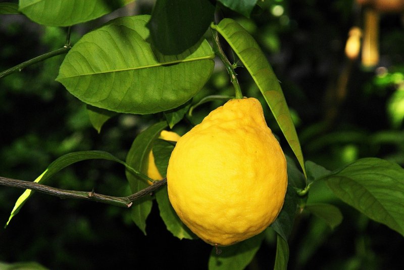 Листья лимонного дерева