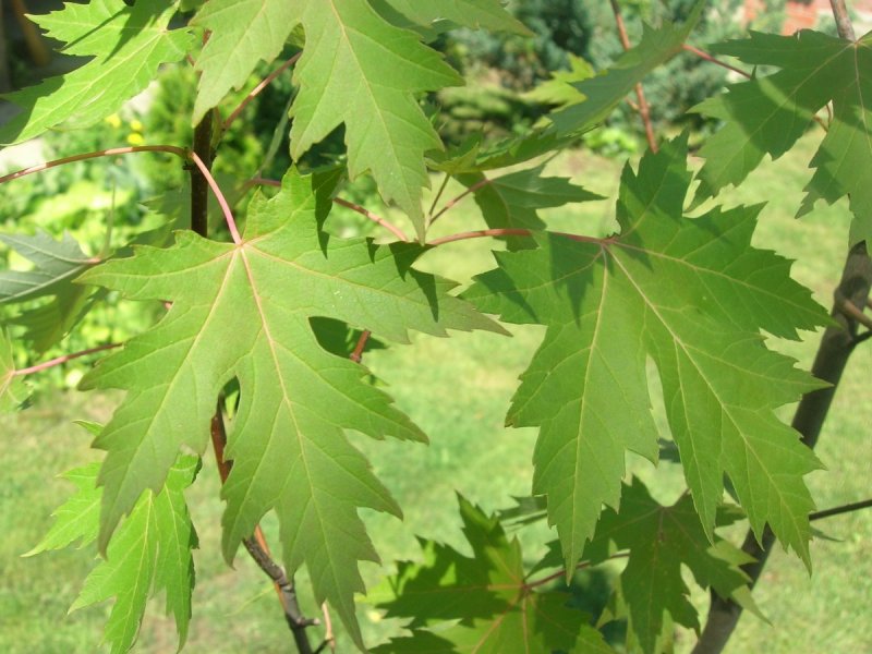 Дерево с овальными листьями