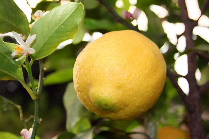 Лимон Фиоре Citrus Limon Fiore