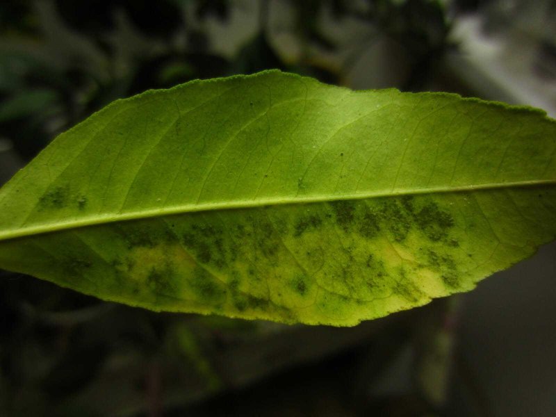 Нехватка азота на листьях лимона