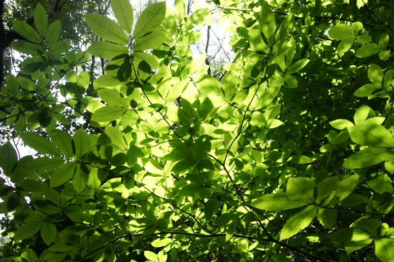 Листья кустарников