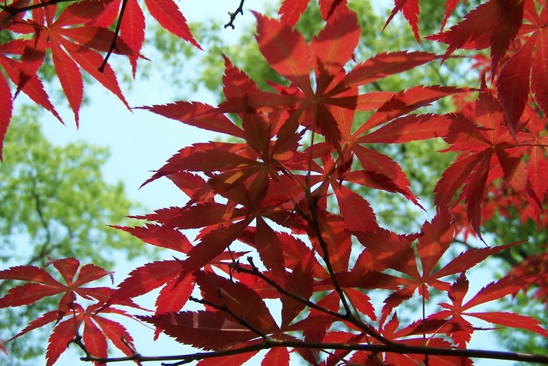 Дерен кустарник с красными листьями