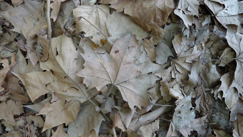 Серые осенние листья
