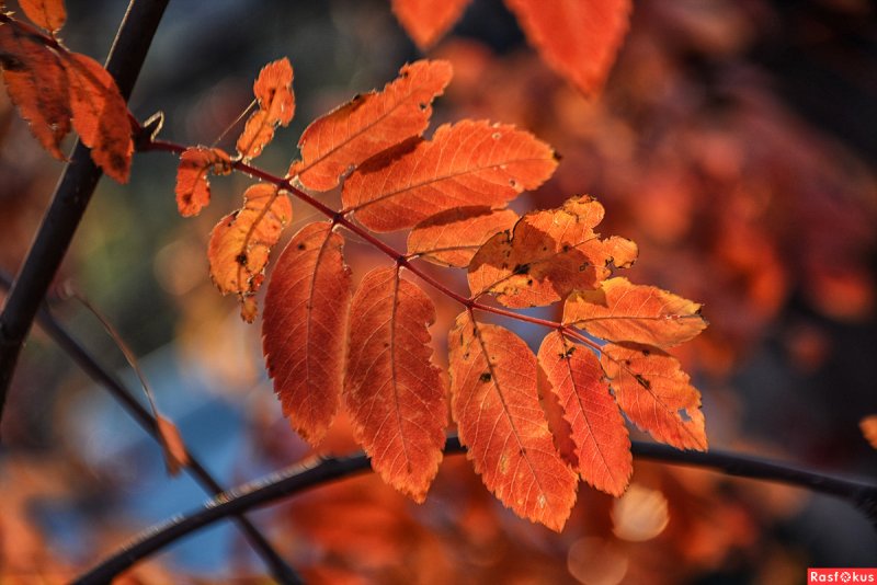 Осенние листья рябины