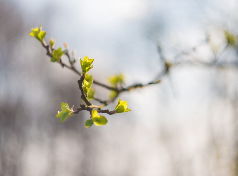 Весна почки на деревьях