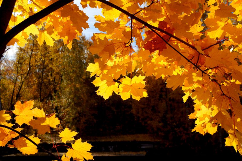 Листья падают с деревьев