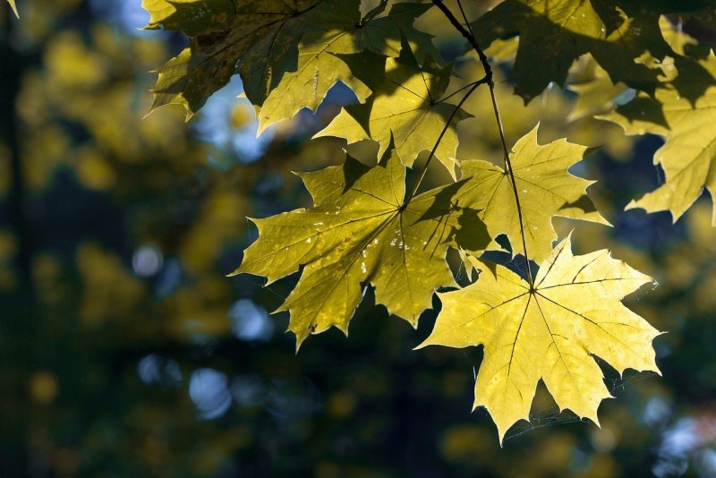 Листья клена осенью