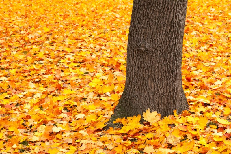 Падающие осенние листья