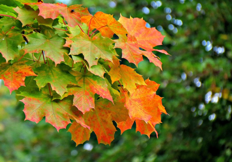 Клен остролистный листья осенью