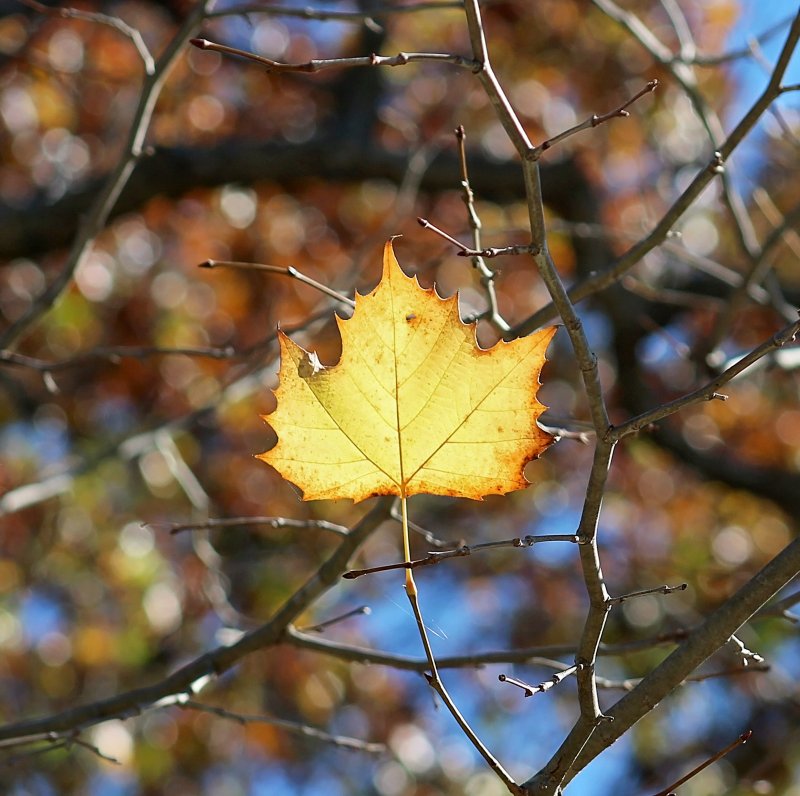 Листопад кленовых листьев