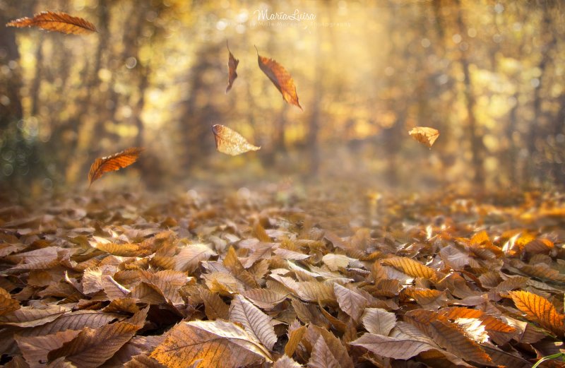 Осенний лист падает с дерева