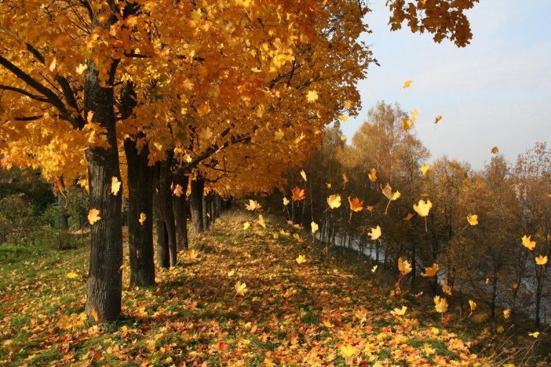 Листья падают осенью