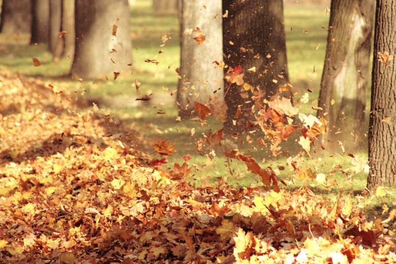 Осенний листопад картинки