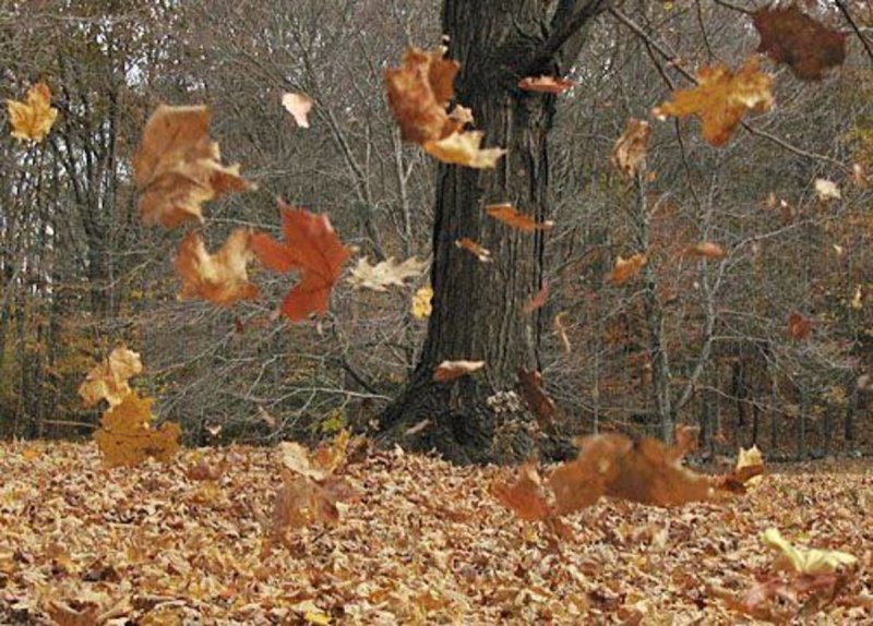 Падающие листья