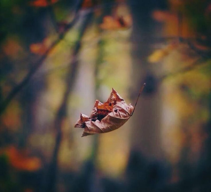 Листья кружатся